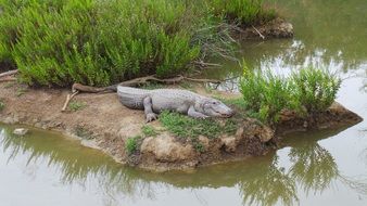 dangerous crocodile on the shore of a pond