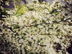 White flowers on the bush