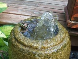 frog swims in the fountain