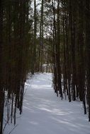 forest path in snowy forest
