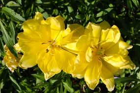 cute flowers in the garden