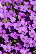 Aubrieta purple flowers background