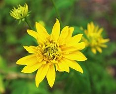 macro Picture of yellow flowers