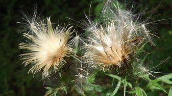 thistle fluff plant closeup