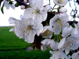 closeup view of white apple tree blossom in early spring