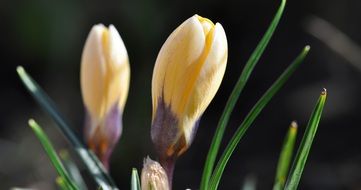 tiny crocus flower macro