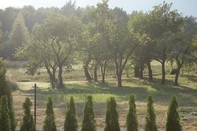 fenced garden at summer