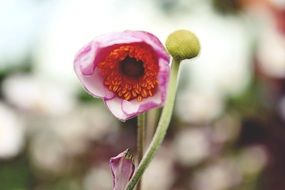 pink flower with a fluffy center on a blurry background
