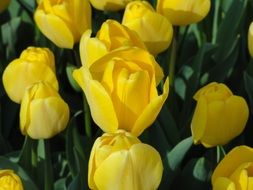 Blooming yellow tulips