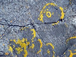 yellow lichen on gray stone