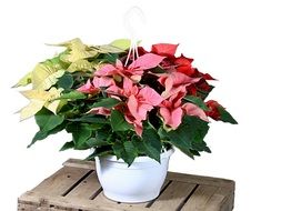 red Yellow flowers in white pot