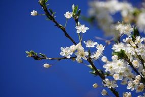 White plums bloom against blue sky