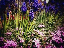 different flowers in the flowerbed