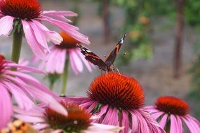 butterfly on the pink, white and red coneflower