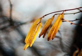 flowers on a tree in autumn