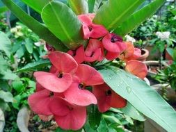 bright indonesian flower close-up