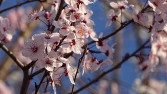 Beautiful pink and white cherry blossoms at blue sky