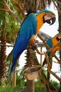 blue macaw parrot in the tropics