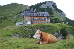 a cow lies on a mountain road