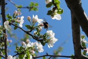 Beautiful colorful apple tree in spring on a blurred background