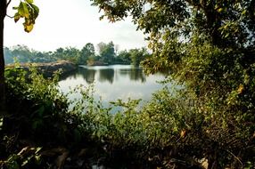 Lake and the shrubs