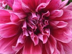 bright pink spring flower close