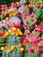 prickly cactus thorns