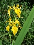 yellow swamp iris