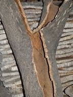 cork oak board