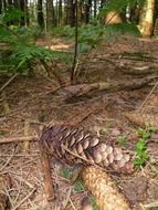 extraordinarily beautiful pine cones