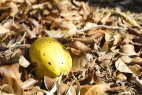 Chinese quince in dry leaves