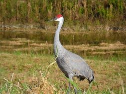 beautiful canadian crane in the wildlife