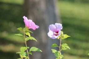 purple perennial flowers