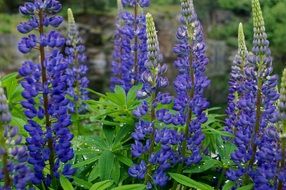 lupine blue flower on a blurred background