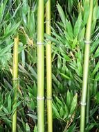 thiskets of bamboo close up, switzerland, lake constance