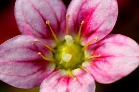 stamens and pistil of pink flower, macro