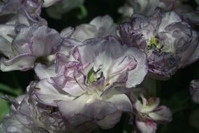 Soft white and purple flowers