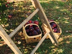 apple picking ladder