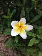 delicate garden flower on a green bush