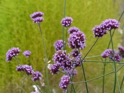 verbena on high stalks among the field