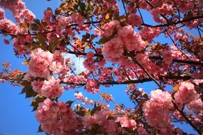 pink flowers on tree spring scene