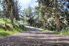 wide trail in a beautiful forest on a sunny day