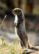 arctic ground squirrel in its natural habitat