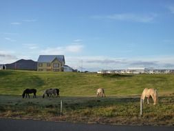 horses in the nature of iceland on a sunny day