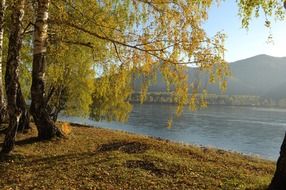 panorama of autumn birches by the river