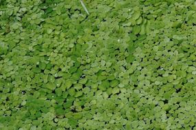 green plants in water of pond