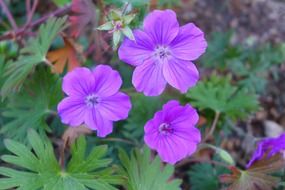 wild purple summer flowers