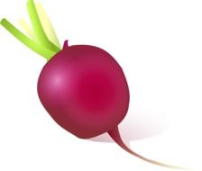 spicy radish vegetable