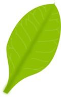 light green leaf on white background