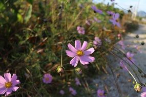 purple autumn flowers grow along the road